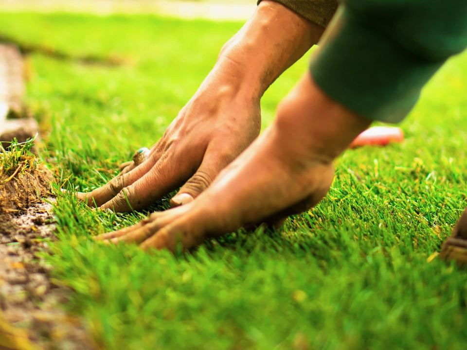 Hands pressing new turf into place at the edge of a lawn