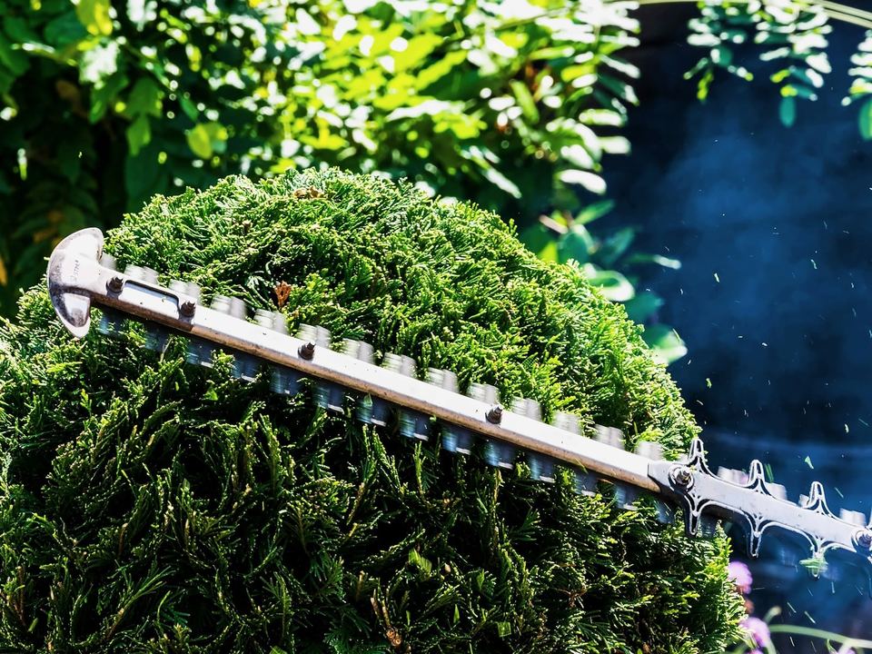 Hedge trimmer shaping a rounded shrub