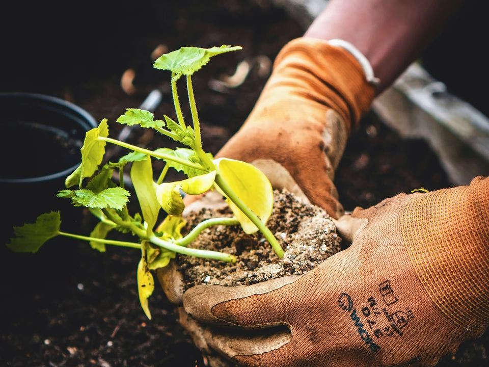 Gloved hands planting a young plant into fresh soil