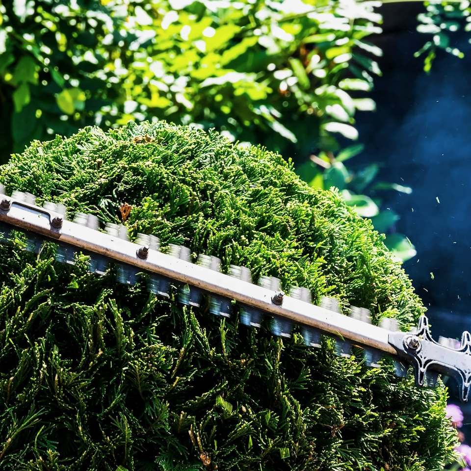 Hedge trimmer shaping a rounded shrub
