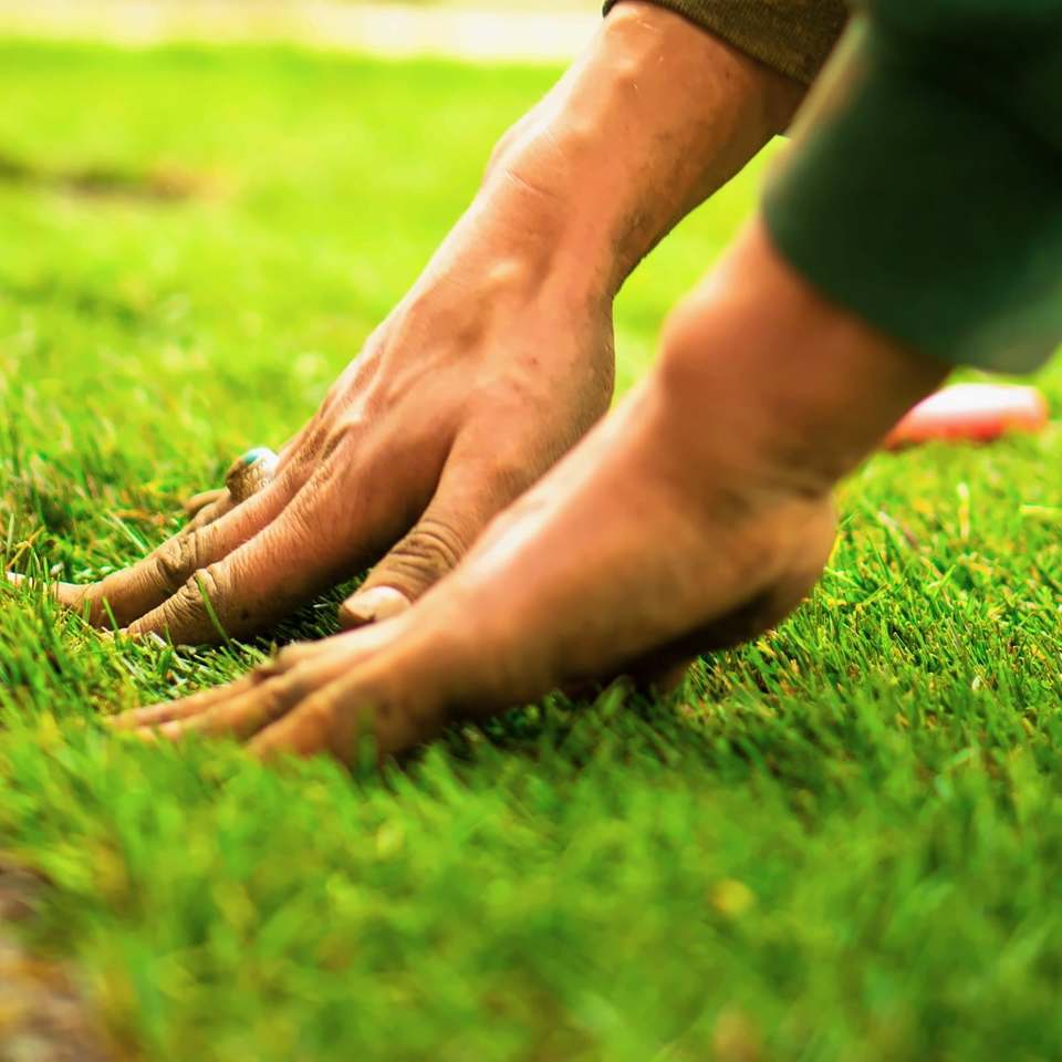 Hands pressing new turf into place at the edge of a lawn