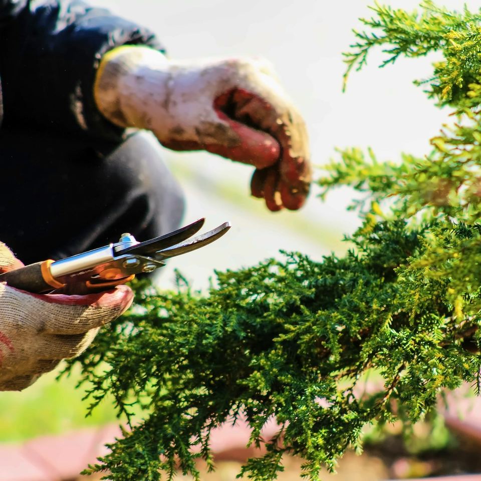 Gloved hands pruning a conifer with secateurs